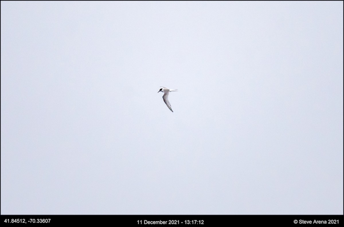 Arctic Tern - ML408171211