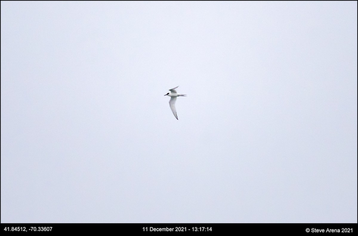 Arctic Tern - ML408171221