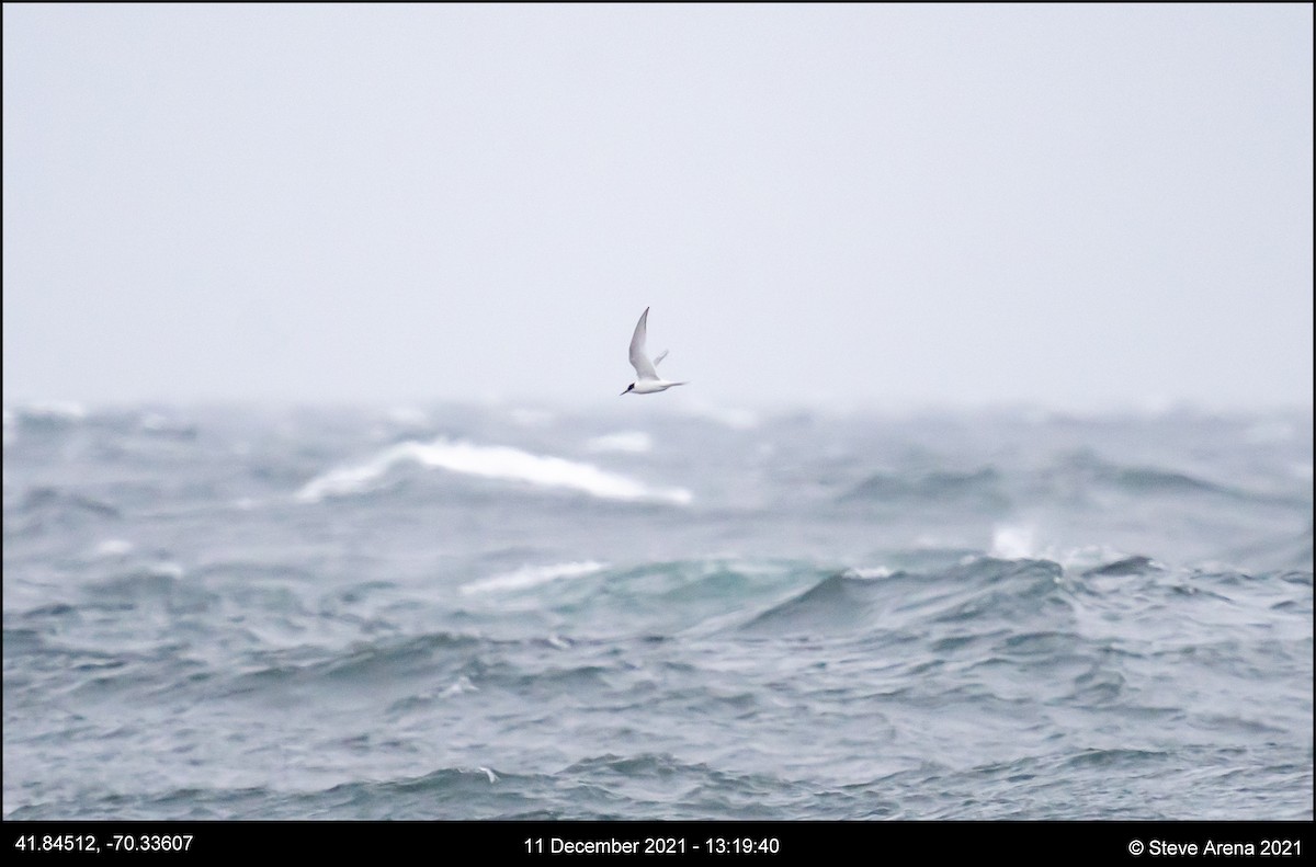 Arctic Tern - ML408171231