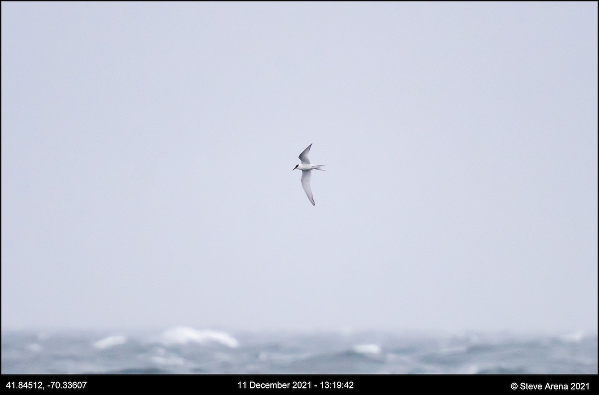 Arctic Tern - ML408171241