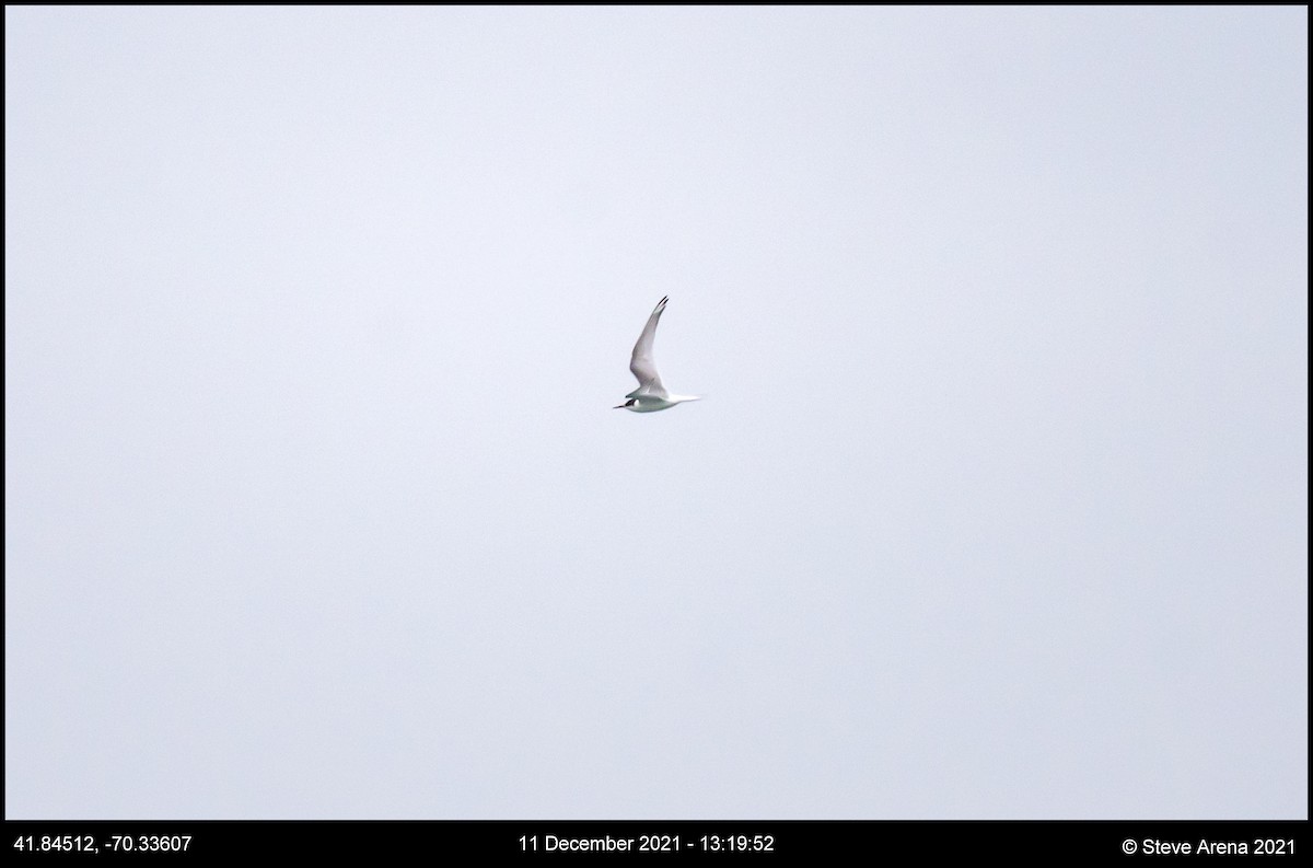 Arctic Tern - ML408171251
