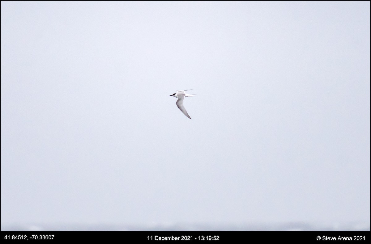 Arctic Tern - ML408171261