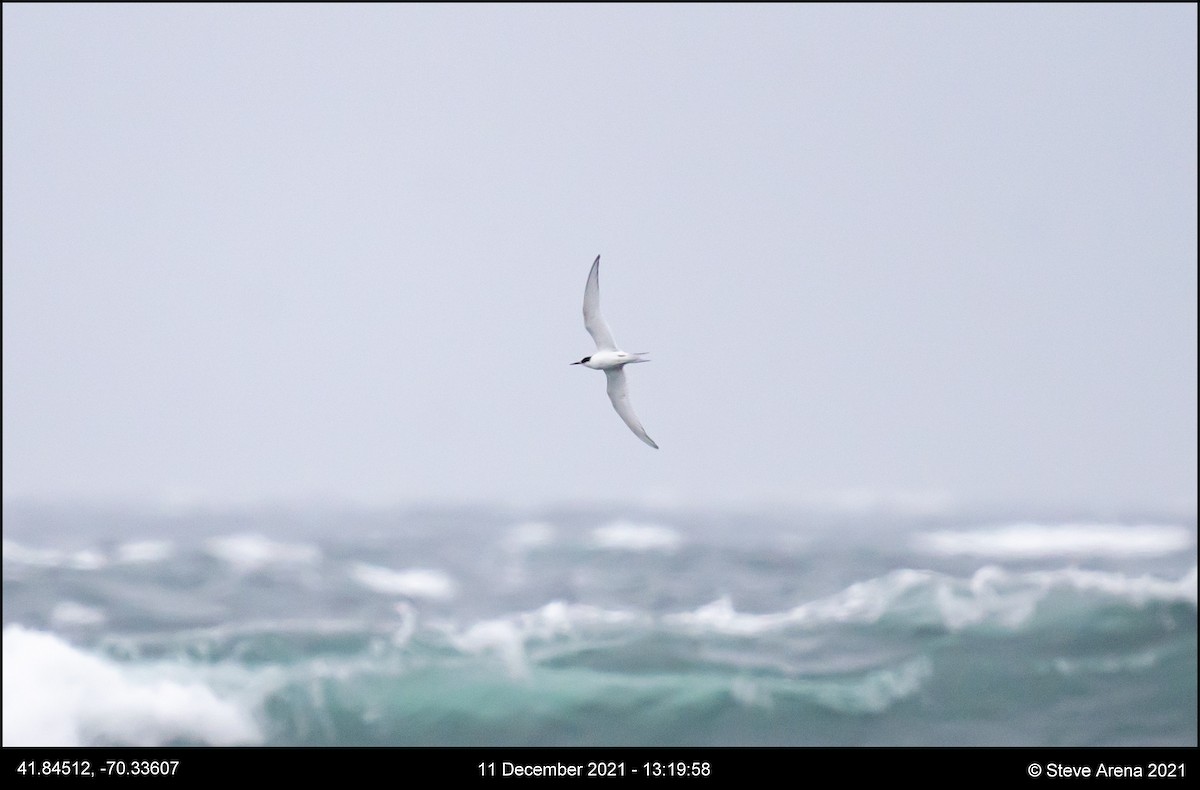 Arctic Tern - ML408171271