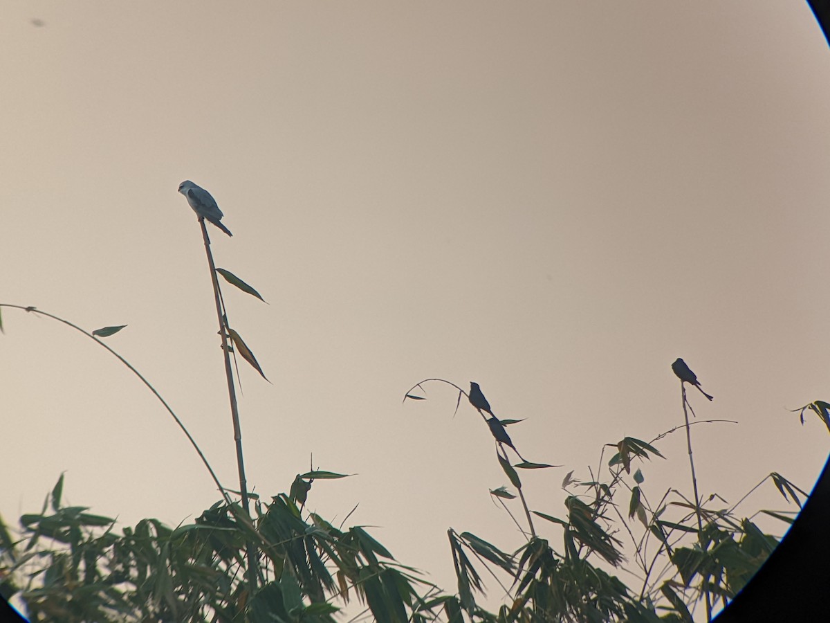 Black-winged Kite - Kuan Chih Yu