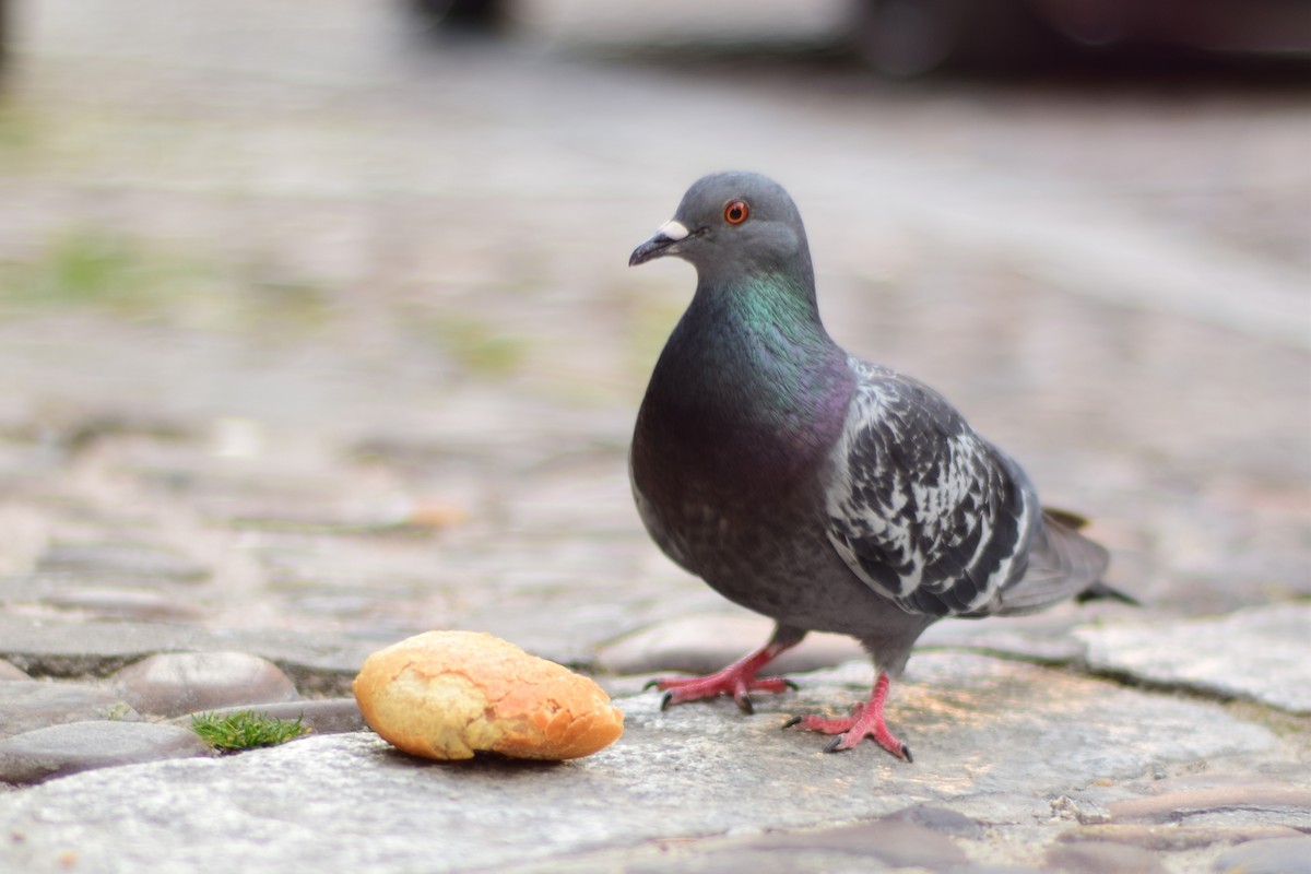 Rock Pigeon (Feral Pigeon) - Mathieu Langlois