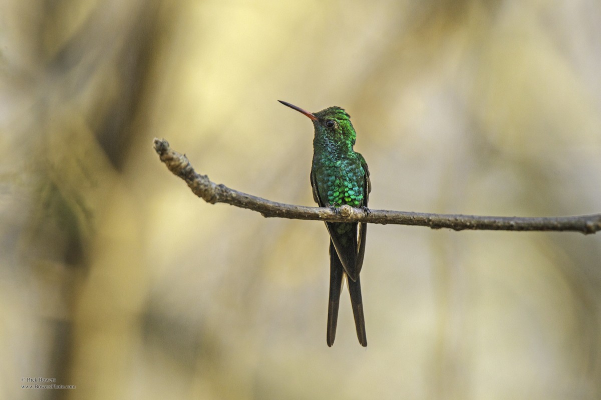 Golden-crowned Emerald - Rick Bowers