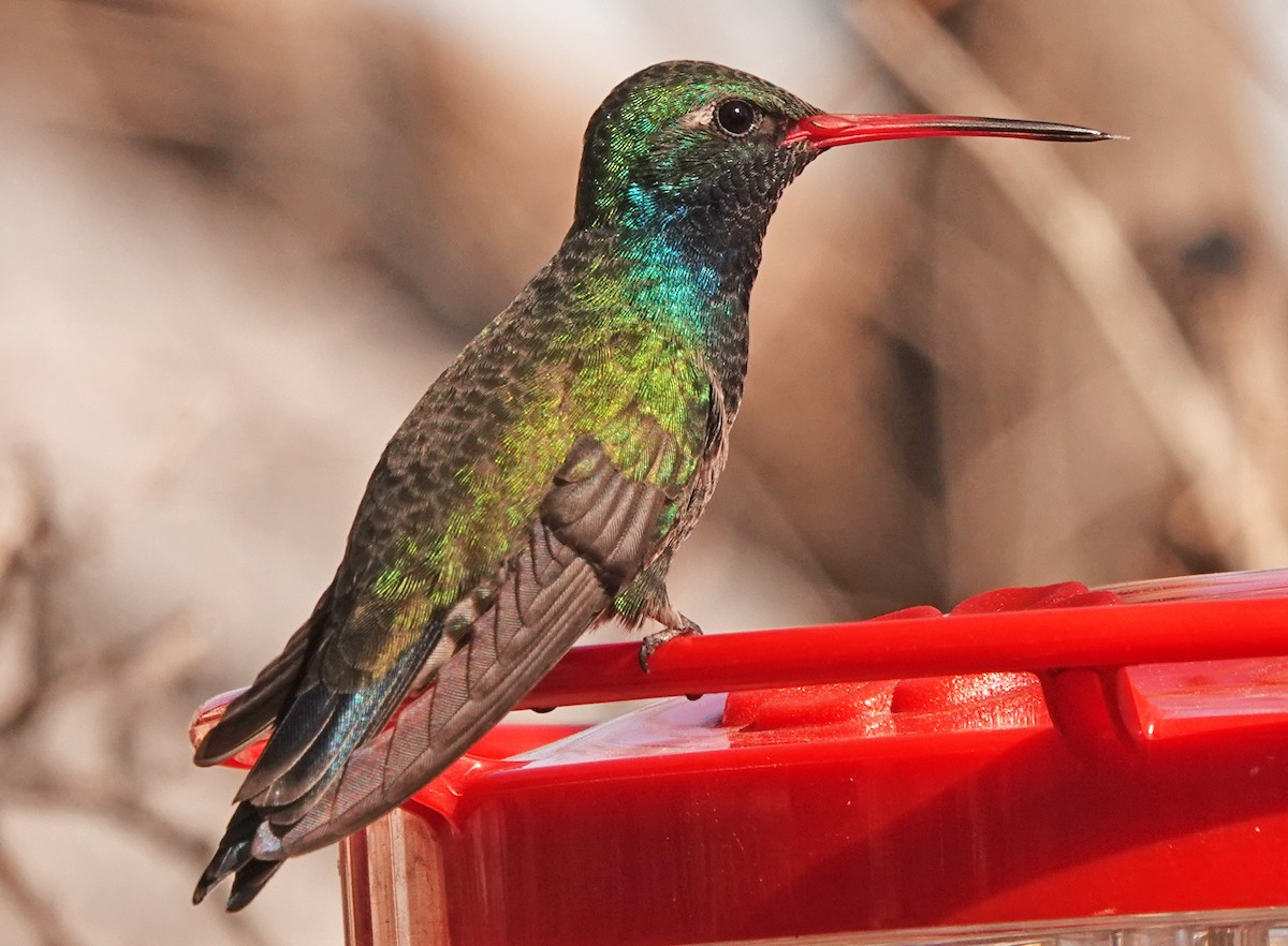 Broad-billed Hummingbird - Diane Drobka