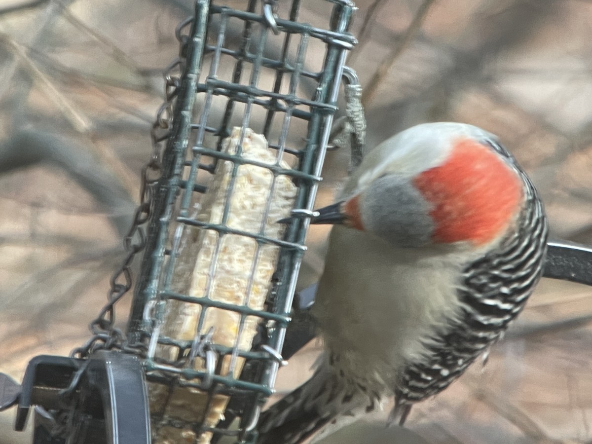 Red-bellied Woodpecker - ML408184221