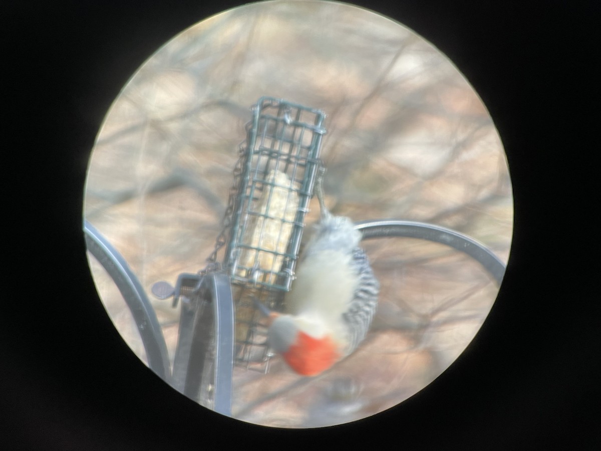 Red-bellied Woodpecker - ML408184241