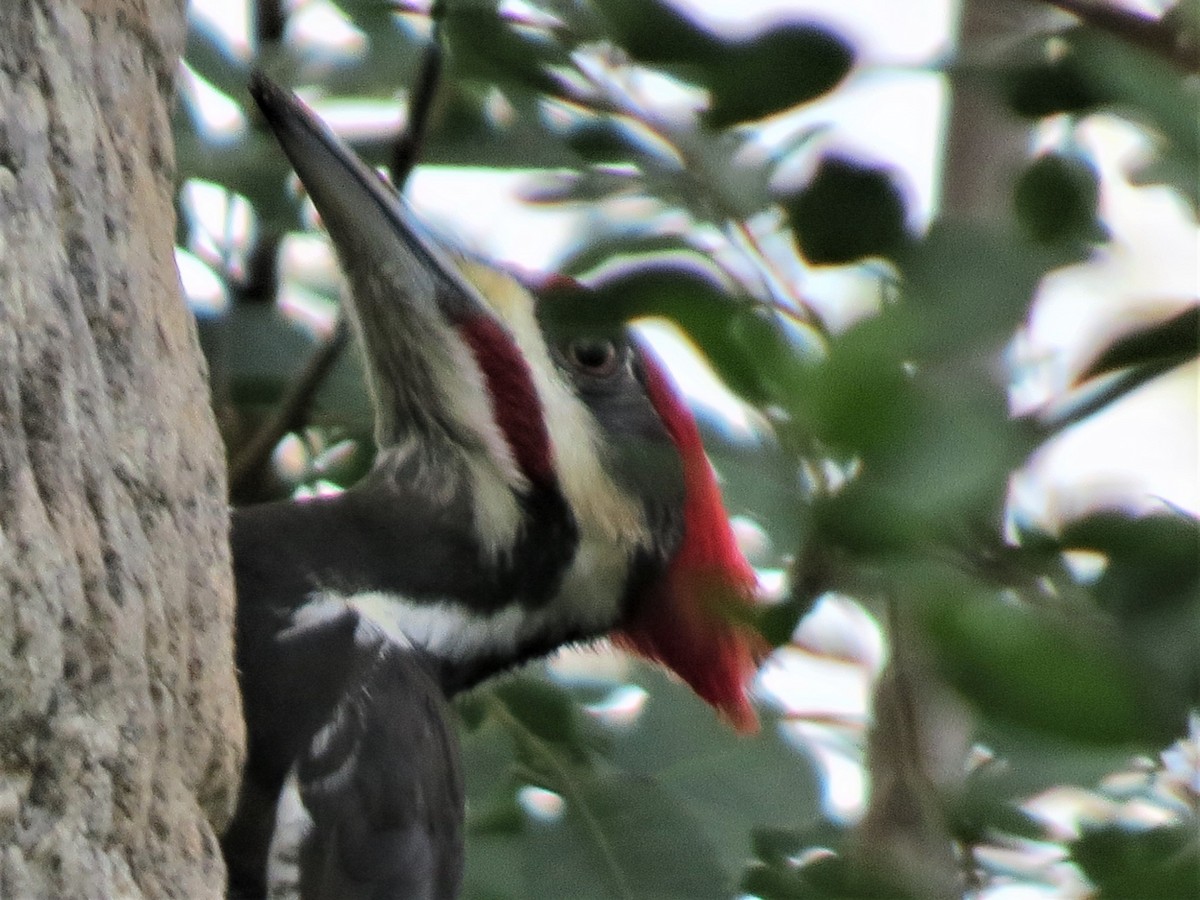 Pileated Woodpecker - ML408186181
