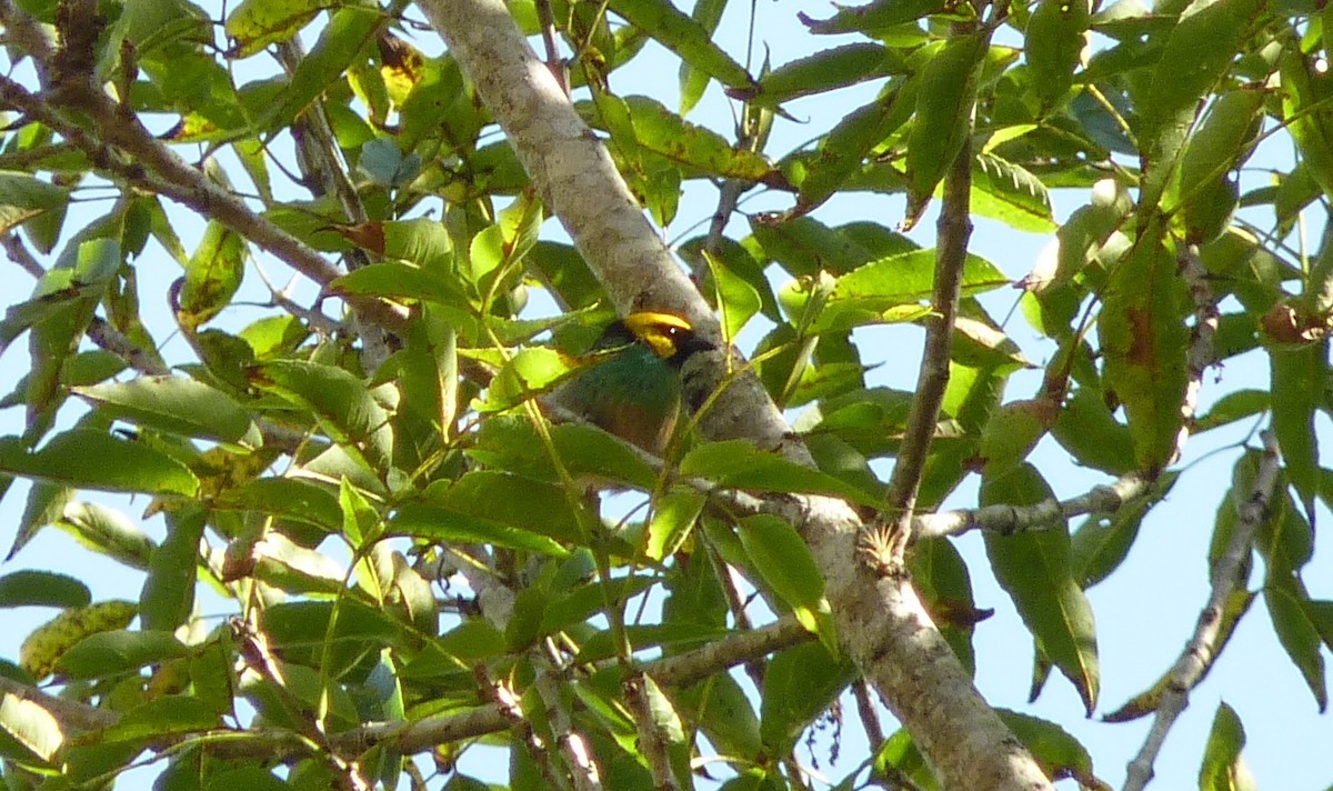 Saffron-crowned Tanager - ML408188521