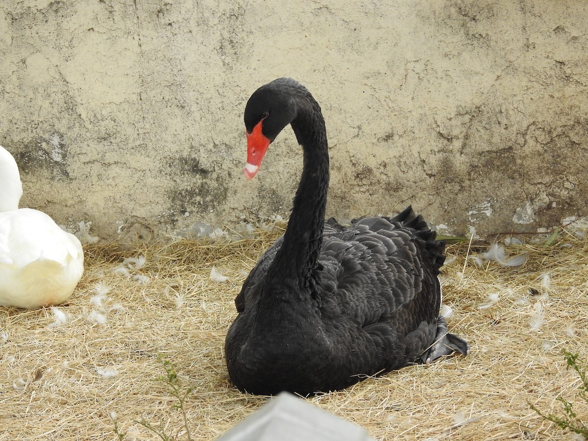 Black Swan - ML408200651
