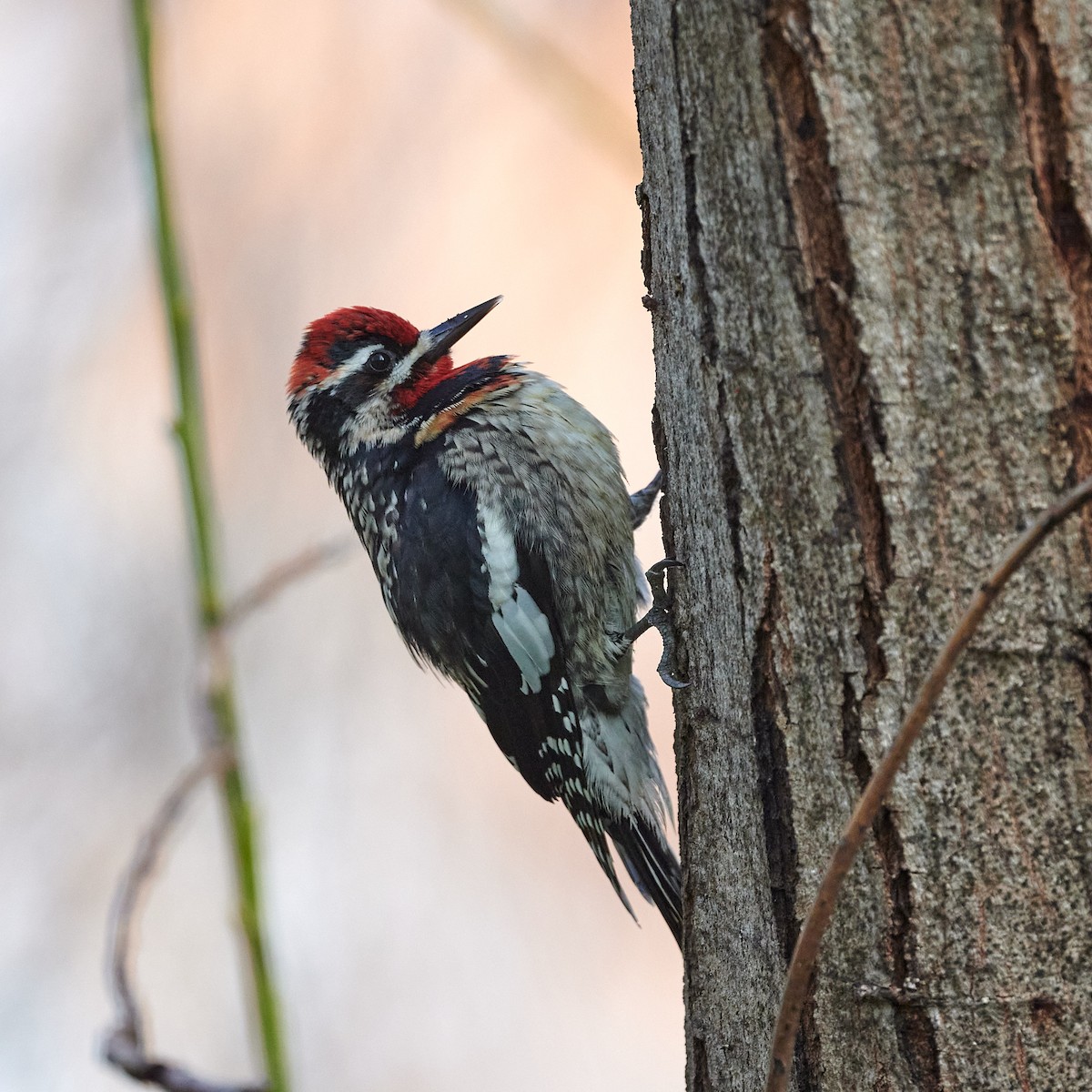 Red-naped x Red-breasted Sapsucker (hybrid) - ML408204461