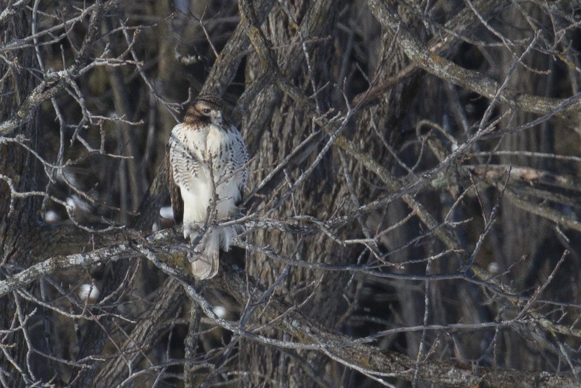 Red-tailed Hawk - ML408206381
