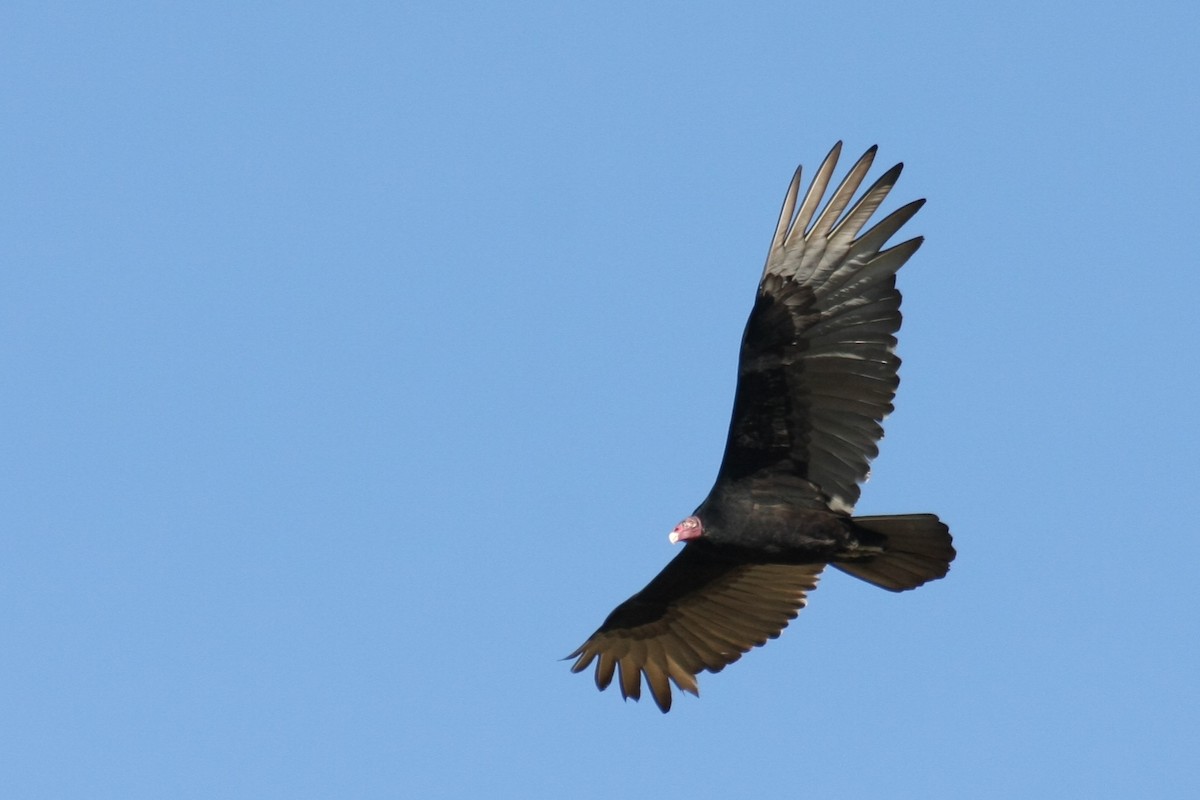 Turkey Vulture - ML40820721