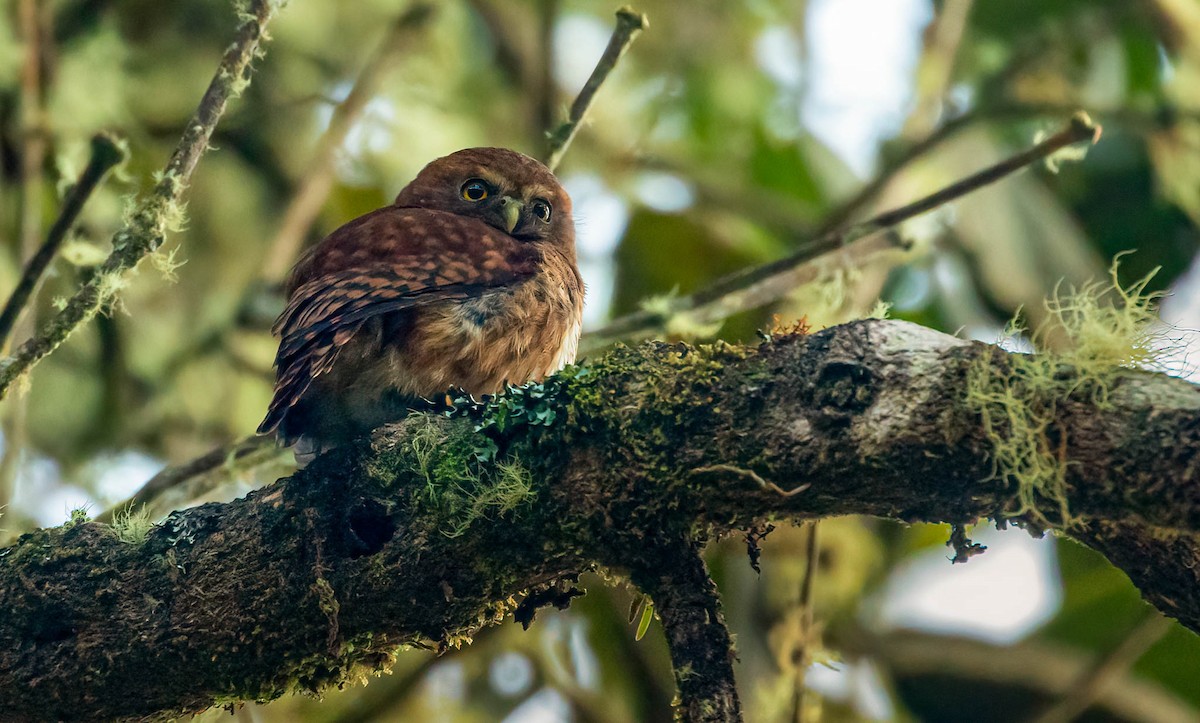 Andean Pygmy-Owl - ML408215731