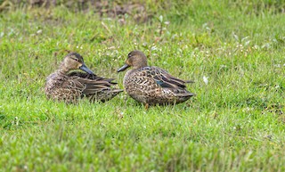 Blue-winged Teal, ML408215951