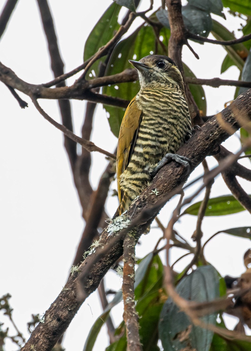 Bar-bellied Woodpecker - David Monroy Rengifo