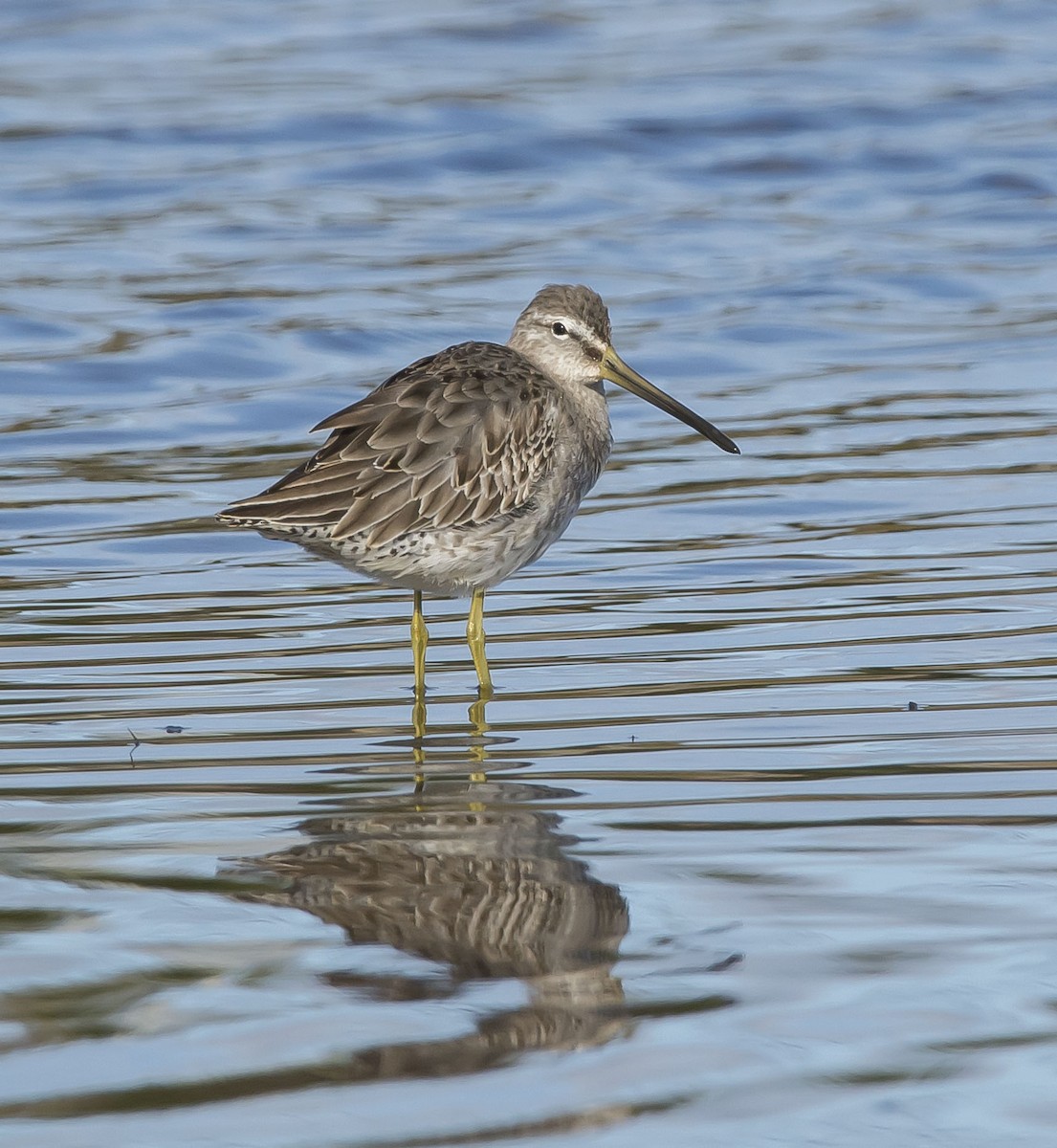 Long-billed Dowitcher - ML40822971