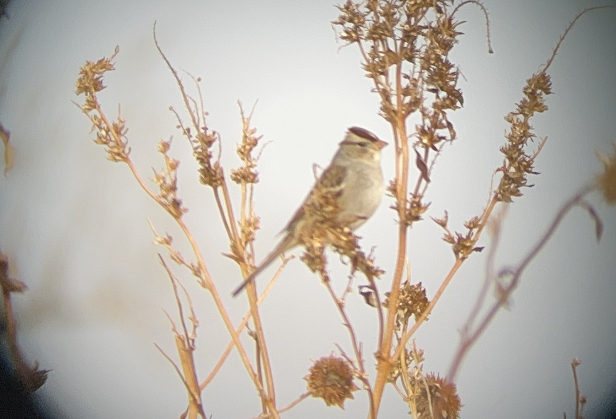 White-crowned Sparrow - ML408230561