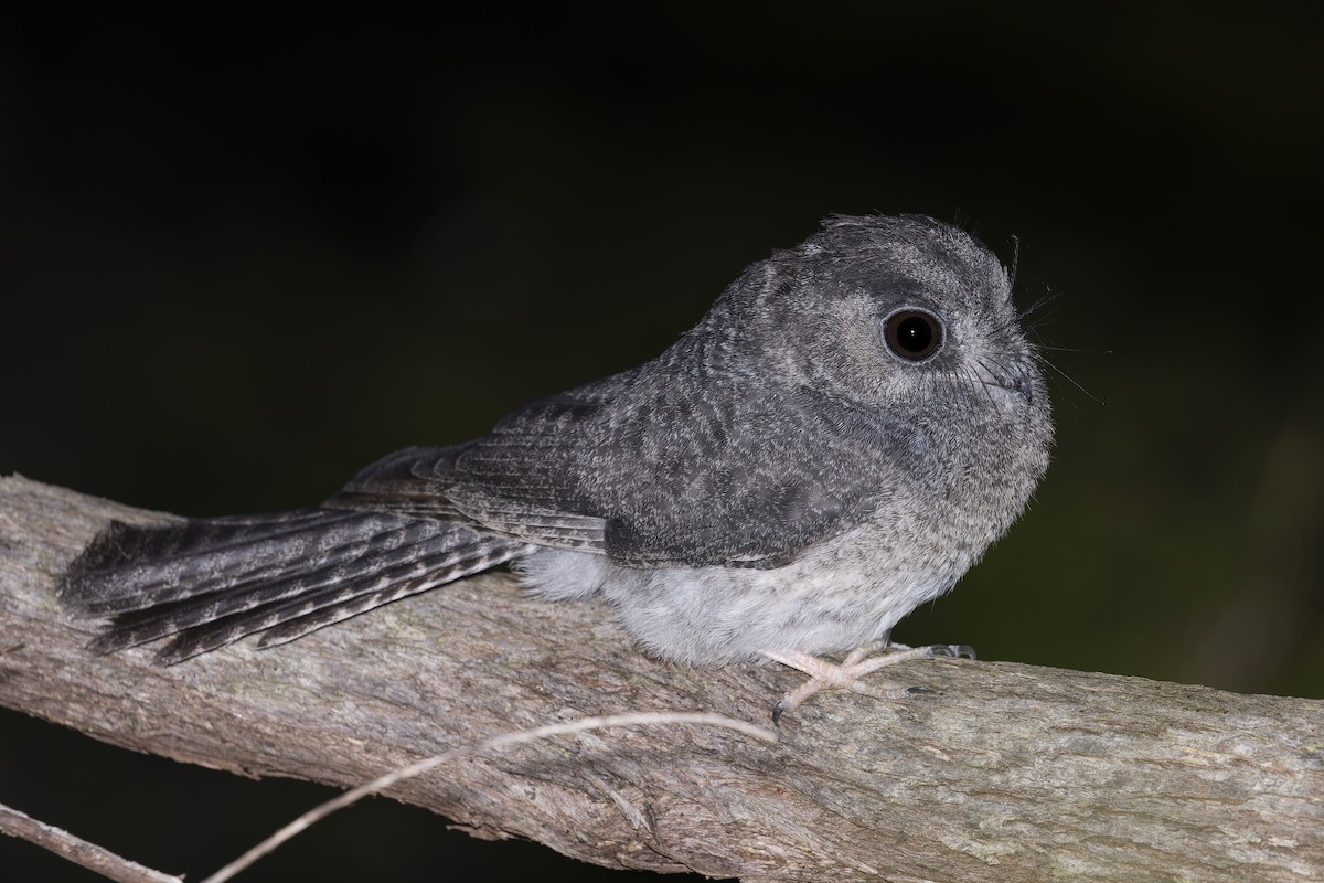 Australian Owlet-nightjar - ML408231211