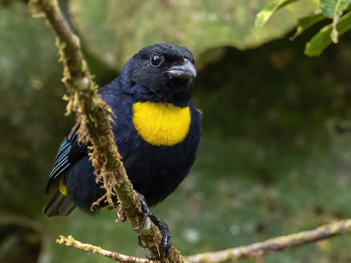 Golden-chested Tanager - ML408232761