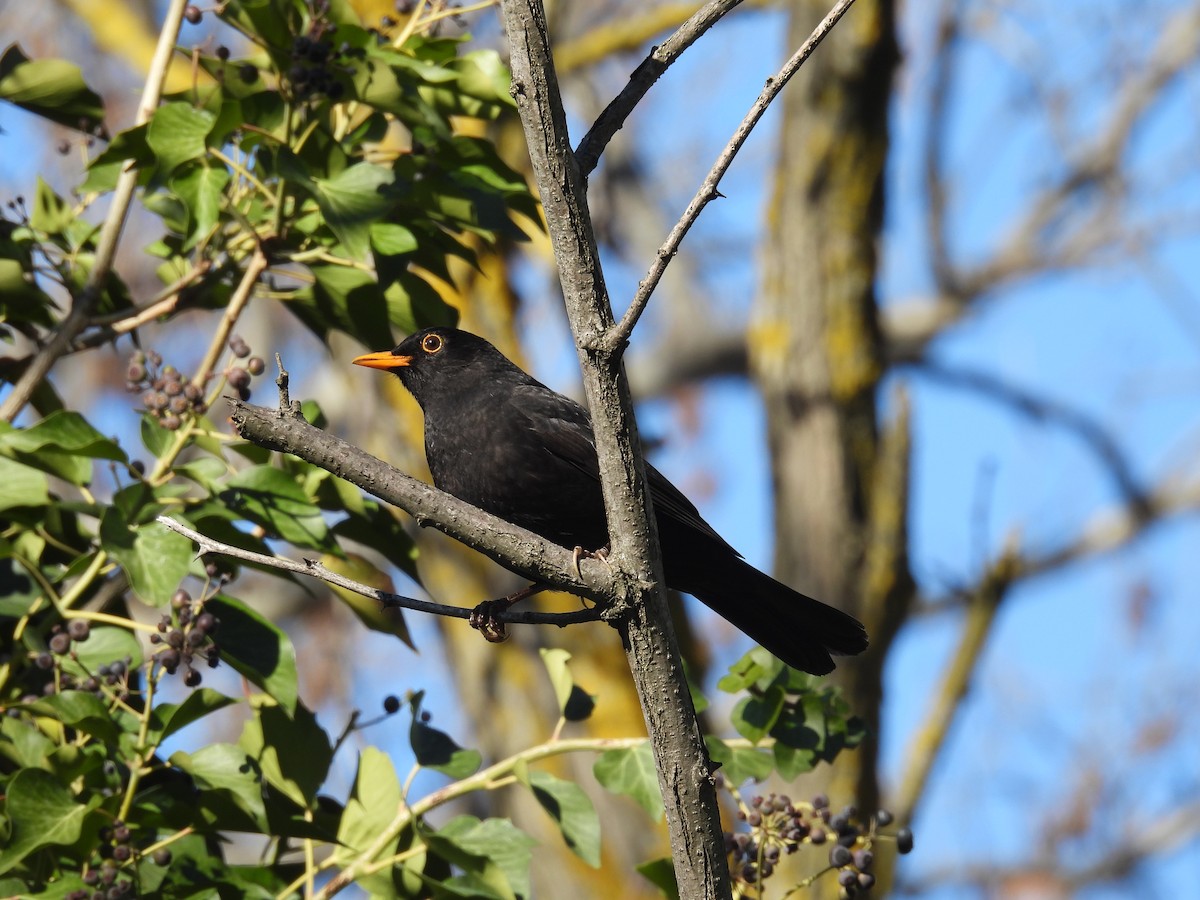 Eurasian Blackbird - ML408232771