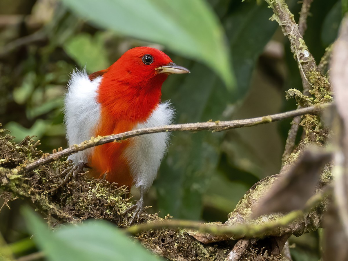 Scarlet-and-white Tanager - Andres Vasquez Noboa