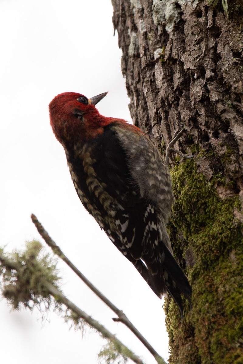 Red-breasted Sapsucker - ML408236671