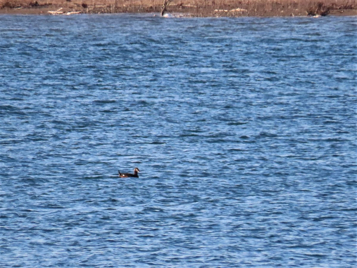 eBird Checklist 21 Jan 2022 FurField Dog Park 6 species