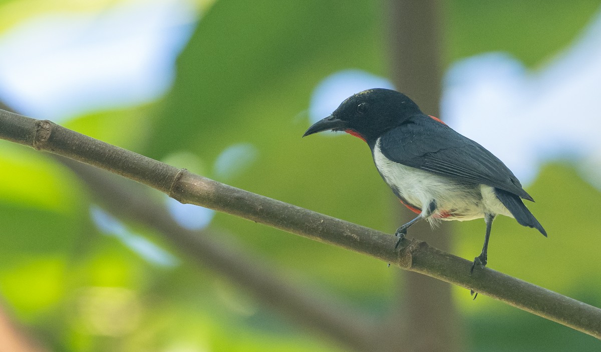 Scarlet-collared Flowerpecker - Forest Botial-Jarvis