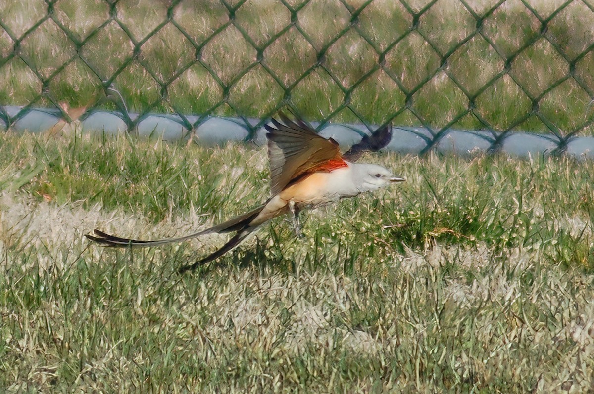 Scissor-tailed Flycatcher - ML408241701