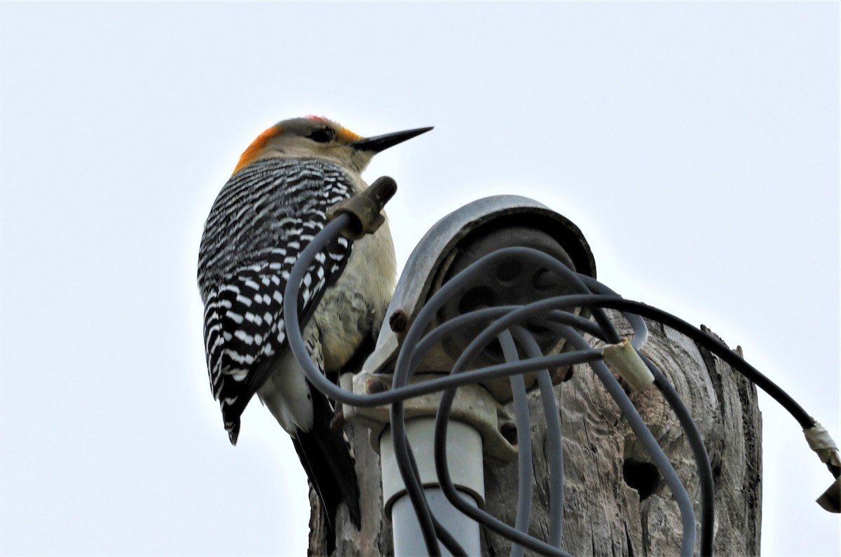 Golden-fronted Woodpecker - ML408242181
