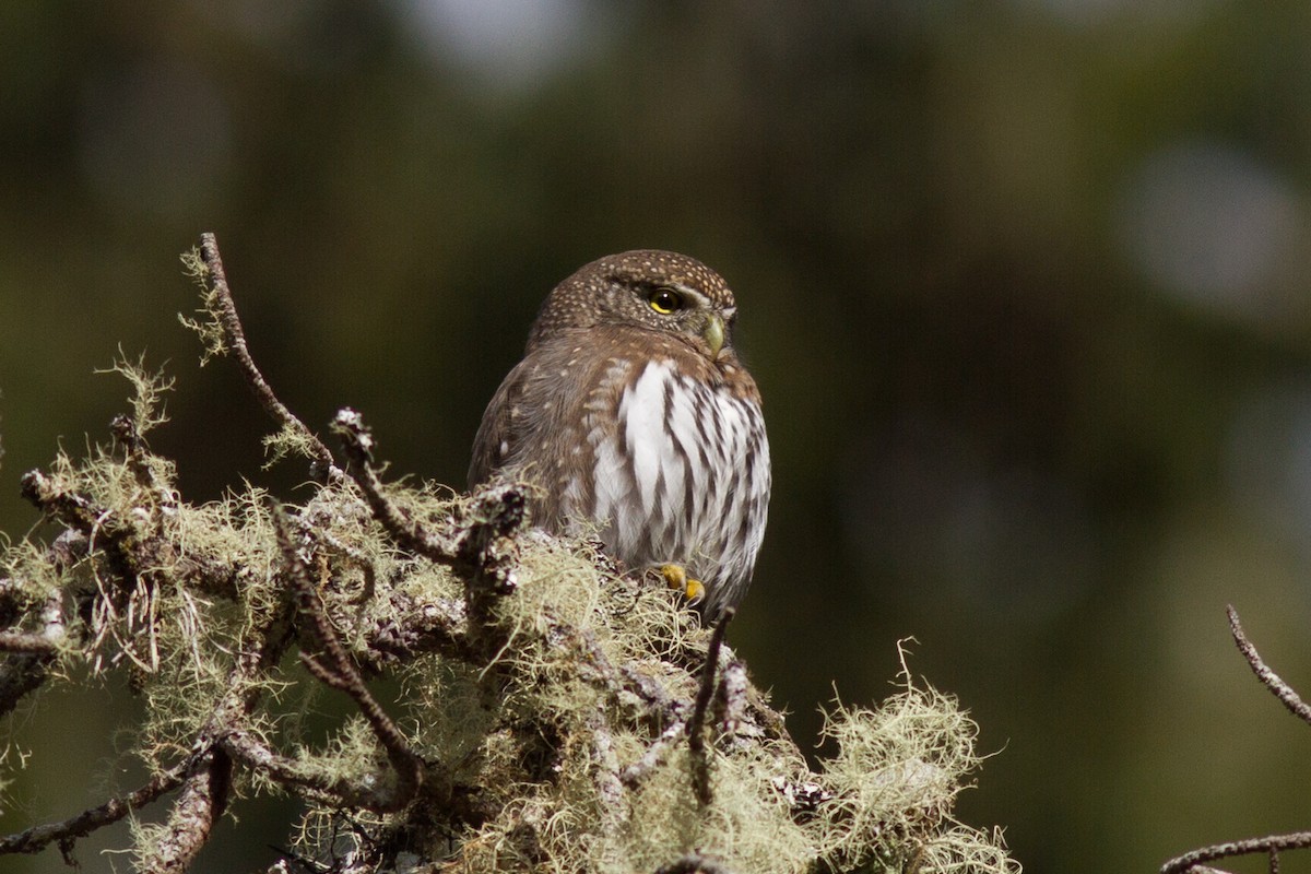 Northern Pygmy-Owl - Justyn Stahl