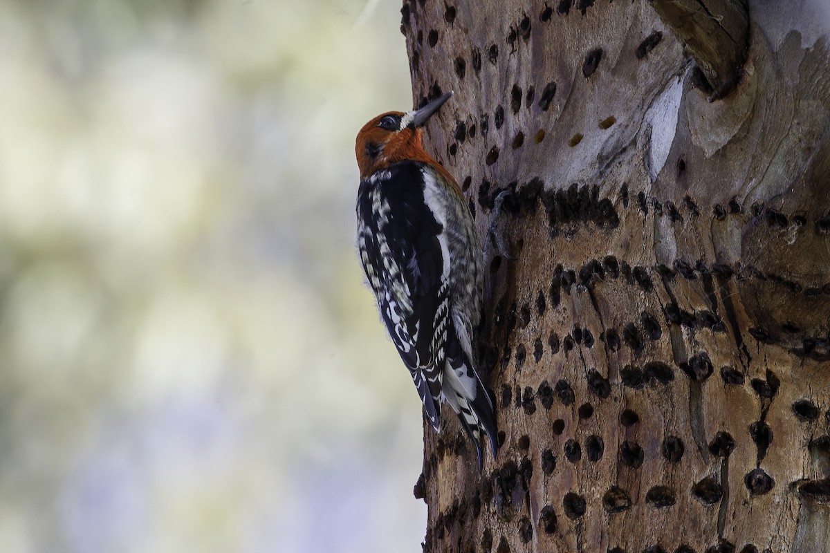 Red-breasted Sapsucker - ML408248131