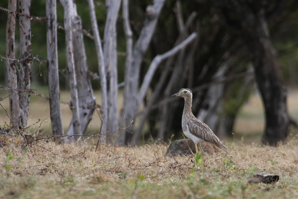 Double-striped Thick-knee - ML40825011