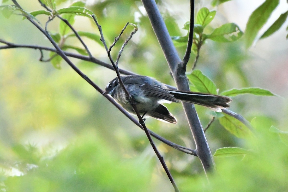 Gray Fantail (albiscapa) - ML408254461