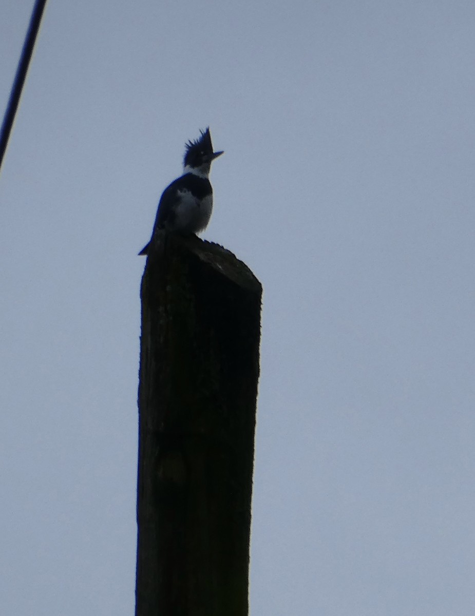 Belted Kingfisher - ML408256391