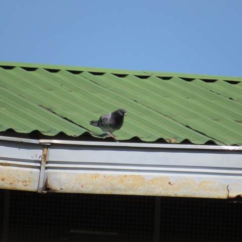 Rock Pigeon (Feral Pigeon) - ML408266271