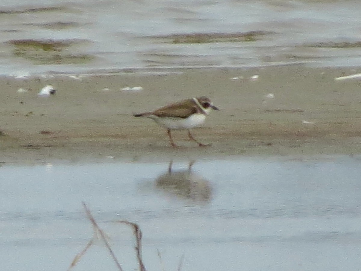 Semipalmated Plover - ML408270421
