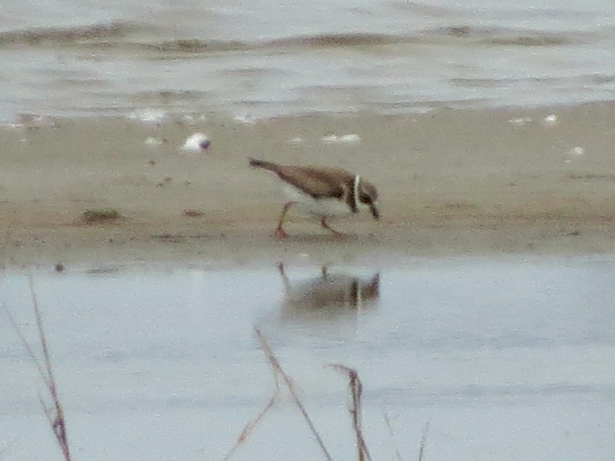 Semipalmated Plover - ML408270611
