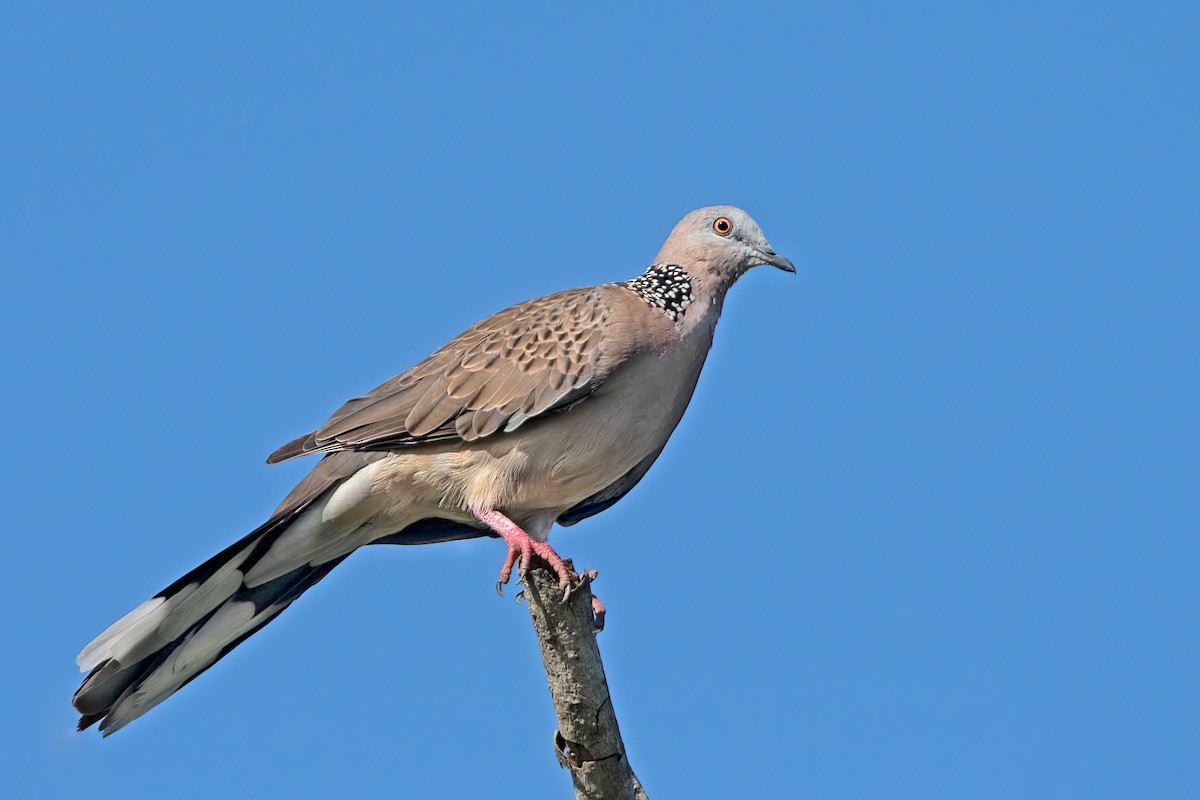 Spotted Dove - ML408274781