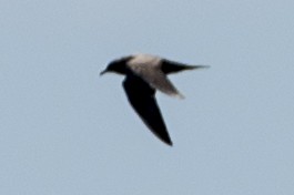 Long-tailed Jaeger - ML408275051
