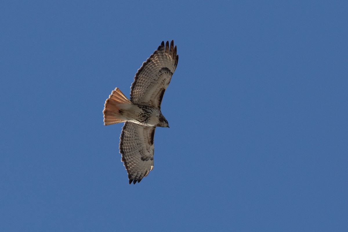 Red-tailed Hawk - Nick Tepper