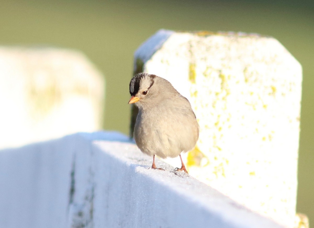White-crowned Sparrow (Gambel's) - ML408284901