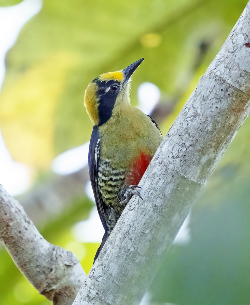 Golden-naped Woodpecker - Larry Master