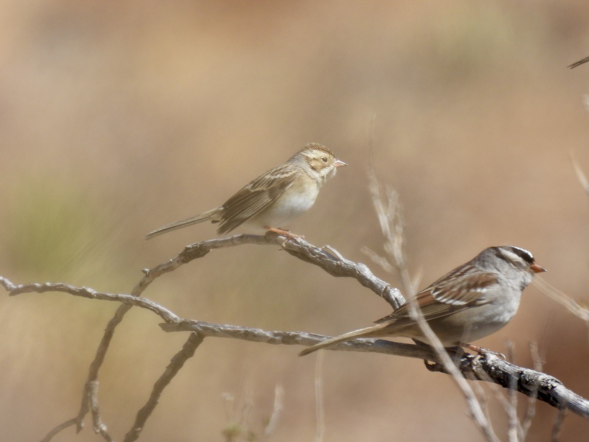 Clay-colored Sparrow - ML408285651