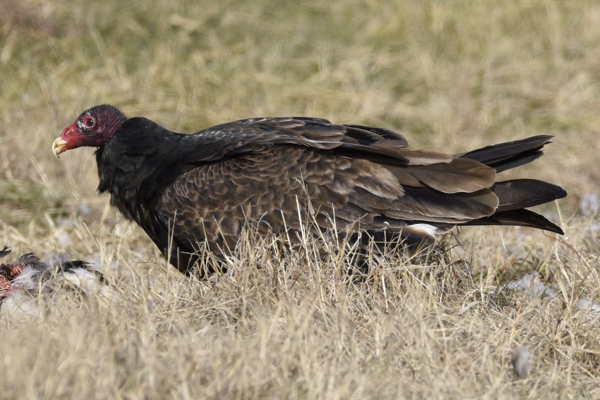 Turkey Vulture - Lynn Kohler