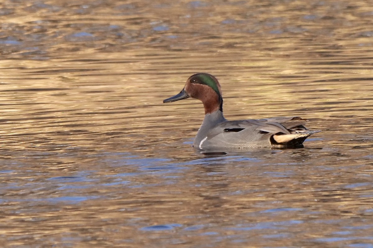 Green-winged Teal - ML408292281