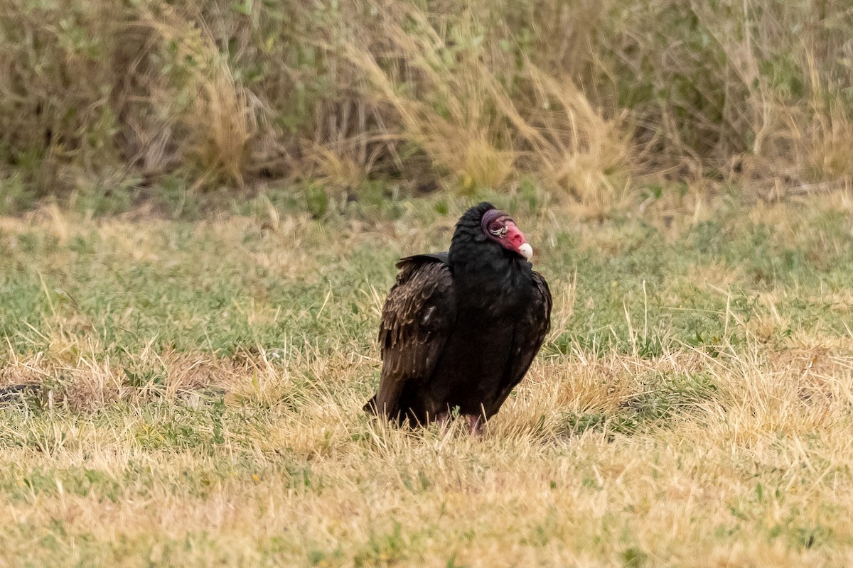 Turkey Vulture - ML408298041